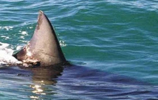 ΛΕΣΒΟΣ: Τεράστιος καρχαρίας στα δίχτυα ψαράδων στο Πλωμάρι - Φωτογραφία 1