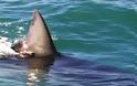 ΛΕΣΒΟΣ: Τεράστιος καρχαρίας στα δίχτυα ψαράδων στο Πλωμάρι