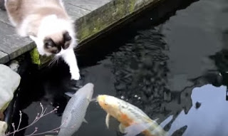 Ο γάτος αυτός δίνει φιλάκια σε… ψάρια [video] - Φωτογραφία 1