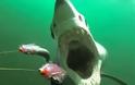 Το βίντεο - εφιάλτης που έγινε viral: Καρέ καρέ πώς είναι να σε τρώει καρχαρίας... [video]