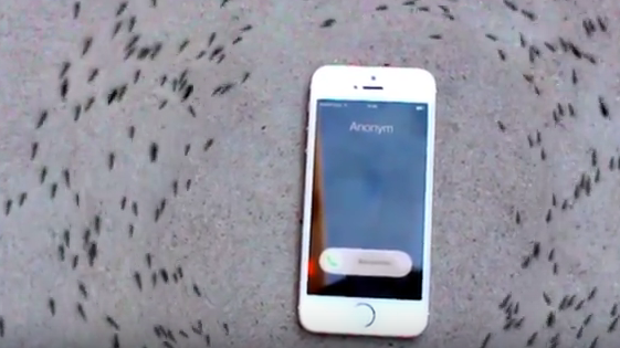 Υπνωτισμένα μυρμήγκια μαγνητίζονται από ένα iphone - Φωτογραφία 1