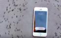 Υπνωτισμένα μυρμήγκια μαγνητίζονται από ένα iphone
