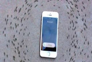 Το ήξερες; Γιατί τα μυρμήγκια δεν πλησιάζουν τα... iPhones; [video] - Φωτογραφία 1