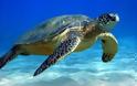 Νεκρά δελφίνια και χελώνες στις ελληνικές θάλασσες το καλοκαίρι