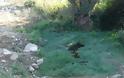 Δήμος Άργους Ορεστικού: Οικολογική βόμβα στον Αλιάκμονα [video] - Φωτογραφία 7