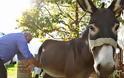 ΤΕΙ Θεσσαλίας: Κάνουν «σκόνη» το γάλα γαϊδούρας