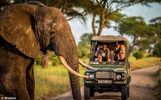 Η λαθροθηρία αποδεκατίζει τους ελέφαντες της Τανζανίας - Φωτογραφία 1