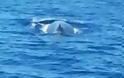 Μια φάλαινα στις θάλασσες της Κρήτης! Δείτε τις φωτογραφίες που τράβηξε ψαράς