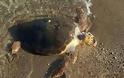 Πάτρα: Νεκρή θαλάσσια χελώνα στην πλάζ