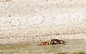 Νεκρή χελώνα στην Κομοτηνή - Ακόμη ένα σκοτωμένο ζώο ξεβράστηκε στην ακτή [photo] - Φωτογραφία 3