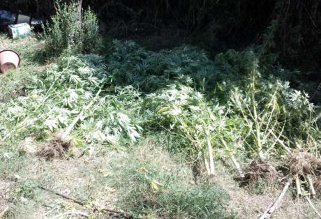 Αγρίνιο: 47χρονος διατηρούσε φυτεία με δέντρα κάνναβης ύψους 4 μέτρων! - Φωτογραφία 1