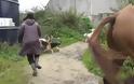 Μια ομάδα σκυλιών είναι έτοιμα να σκοτώσουν μια αλεπού - Δείτε όμως τι γίνεται όταν αυτή η γυναίκα επεμβαίνει... [video]