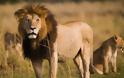 Τα περισσότερα διαθέσιμα θηράματα παραδόξως μειώνουν τον αριθμό των λιονταριών