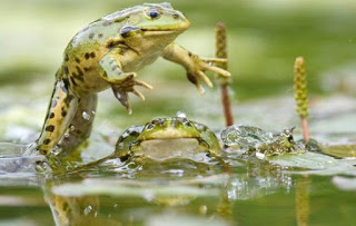Αρσενικοί βάτραχοι αναπτύσσουν θηλυκές ορμόνες λόγω παρουσίας οιστρογόνων στις λίμνες - Φωτογραφία 1