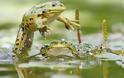 Αρσενικοί βάτραχοι αναπτύσσουν θηλυκές ορμόνες λόγω παρουσίας οιστρογόνων στις λίμνες