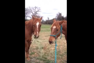 ΜΑΘΗΜΑ ΖΩΗΣ από ένα... άλογο - Τρέχει για να φέρει φαγητό στον δεμένο φίλο του [video] - Φωτογραφία 1