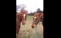 ΜΑΘΗΜΑ ΖΩΗΣ από ένα... άλογο - Τρέχει για να φέρει φαγητό στον δεμένο φίλο του [video]