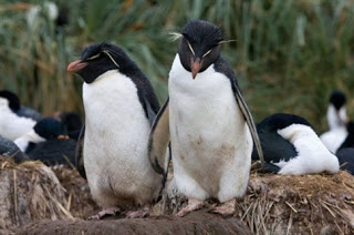 Οι “παντρεμένοι” πιγκουίνοι ζουν μακριά κι αγαπημένοι - Φωτογραφία 1