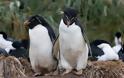 Οι “παντρεμένοι” πιγκουίνοι ζουν μακριά κι αγαπημένοι