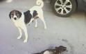 Πάτρα: Σκυλιά σε κώμα στο χώρο στάθμευσης πίσω από το ΠΓΝΠ - Πιθανός ομαδικός δηλητηριασμός