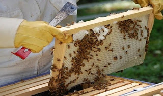 Στροφή στην μελισσοκομία για έξτρα εισόδημα στην Θράκη - Πτώση 80% στην παραγωγή - Φωτογραφία 1