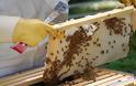 Στροφή στην μελισσοκομία για έξτρα εισόδημα στην Θράκη - Πτώση 80% στην παραγωγή