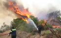Ηλεία: Φωτιά έκανε στάχτη 100 στρέμματα και 30 πρόβατα στην Αρετή Λεχαινών
