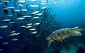 Τρομακτική έκθεση: Σε 40 χρόνια, εξαφανίστηκαν τα μισά ζώα της θάλασσας