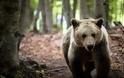 Αυξάνεται ο ελληνικός πληθυσμός των αρκούδων