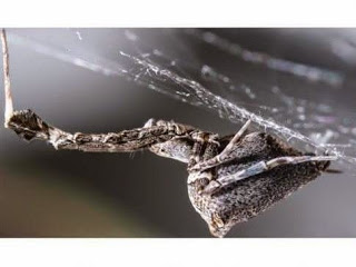 Η αράχνη που υφαίνει ηλεκτροστατικό ιστό - Φωτογραφία 1