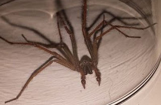 ΤΡΟΜΟΣ στην Βρετανία : Επιδρομή από αράχνες σε μέγεθος αρουραίου  [photos] - Φωτογραφία 1