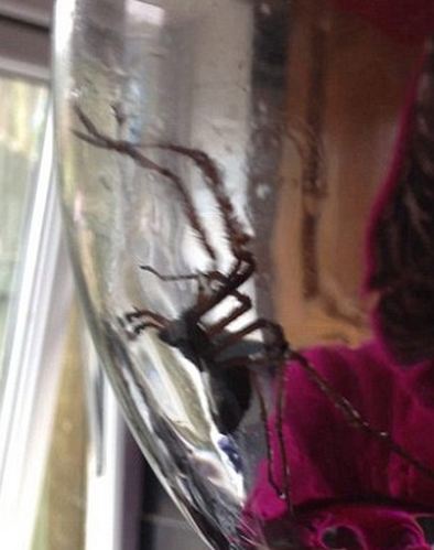 ΤΡΟΜΟΣ στην Βρετανία : Επιδρομή από αράχνες σε μέγεθος αρουραίου  [photos] - Φωτογραφία 2
