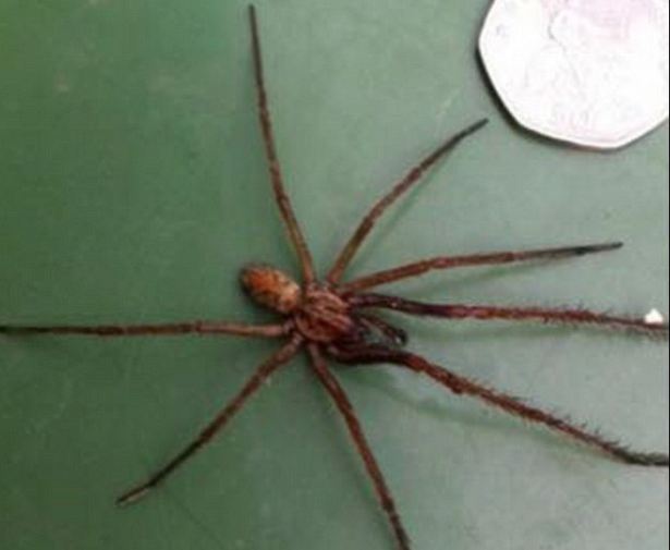 ΤΡΟΜΟΣ στην Βρετανία : Επιδρομή από αράχνες σε μέγεθος αρουραίου  [photos] - Φωτογραφία 3