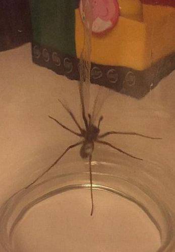 ΤΡΟΜΟΣ στην Βρετανία : Επιδρομή από αράχνες σε μέγεθος αρουραίου  [photos] - Φωτογραφία 7