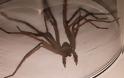 ΤΡΟΜΟΣ στην Βρετανία : Επιδρομή από αράχνες σε μέγεθος αρουραίου  [photos]