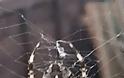 ΤΡΟΜΟΣ στην Βρετανία : Επιδρομή από αράχνες σε μέγεθος αρουραίου  [photos] - Φωτογραφία 4