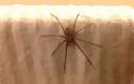 ΤΡΟΜΟΣ στην Βρετανία : Επιδρομή από αράχνες σε μέγεθος αρουραίου  [photos] - Φωτογραφία 5