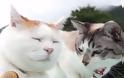 Μία ασυνήθιστη φιλία - Δύο γάτες κάνουν παρέα με ένα… [video]