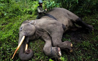 Λαθροθήρες σκότωσαν σπάνιο ελέφαντα για τους χαυλιόδοντες του - Φωτογραφία 1