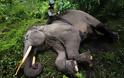 Λαθροθήρες σκότωσαν σπάνιο ελέφαντα για τους χαυλιόδοντες του