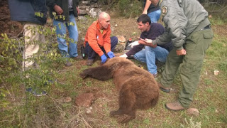 Έσωσαν την αρκούδα που παγιδεύτηκε σε θηλιά των κυνηγών στην Σιάτιστα Κοζάνης [video] - Φωτογραφία 1