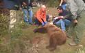 Έσωσαν την αρκούδα που παγιδεύτηκε σε θηλιά των κυνηγών στην Σιάτιστα Κοζάνης [video] - Φωτογραφία 1