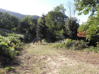 7129 - Στο Άγιο Όρος, Σεπτέμβριος 2015 (φωτογραφίες) - Φωτογραφία 21