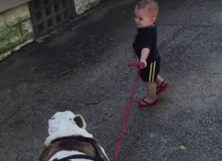 Μωρό ενός έτους θέλει να πάει βόλτα μπουλντόγκ... 40 κιλών [video] - Φωτογραφία 1