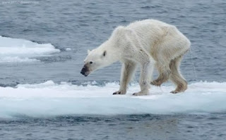 Μια σκελετωμένη πολική αρκούδα επιβιώνει στην Αρκτική - Φωτογραφία 1