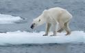 Μια σκελετωμένη πολική αρκούδα επιβιώνει στην Αρκτική