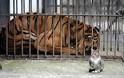 Ο Φοίβος, ο τίγρης των Τρικάλων, πέθανε στην Καλιφόρνια