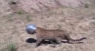 Τι έπαθε η καημένη -  Δείτε το απιστευτο...  μπλέξιμο μιας λεοπάρδαλης στην Ινδία [video] - Φωτογραφία 1