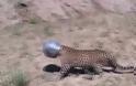 Τι έπαθε η καημένη -  Δείτε το απιστευτο...  μπλέξιμο μιας λεοπάρδαλης στην Ινδία [video]