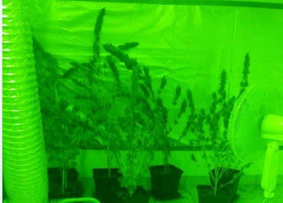 Ενα περίεργο εργαστήριο - φυτώριο  εντοπίστηκε στον Ασπρόπυργο - 33χρονος καλλιεργούσε... δενδρύλλια υδροπονικής κάνναβης [photos] - Φωτογραφία 1